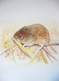 /album/fauna-delle-nostre-zone/image-3-jpg6/