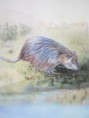 /album/fauna-delle-nostre-zone/image-57-jpg1/