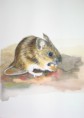 /album/fauna-delle-nostre-zone/image-6-jpg10/