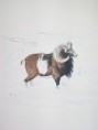/album/fauna-delle-nostre-zone/image-8-jpg8/