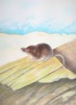/album/fauna-delle-nostre-zone/image-7-jpg7/
