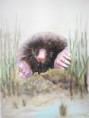 /album/fauna-delle-nostre-zone/image-78-jpg/