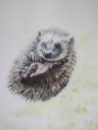 /album/fauna-delle-nostre-zone/image-52-jpg2/