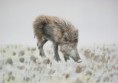 /album/fauna-delle-nostre-zone/image-9-jpg6/