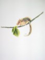 /album/fauna-delle-nostre-zone/image-98-jpg1/