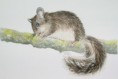 /album/fauna-delle-nostre-zone/image-69-jpg/