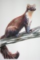 /album/fauna-delle-nostre-zone/image-53-jpg1/