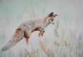 /album/fauna-delle-nostre-zone/image-699-jpg/