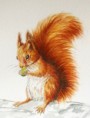 /album/fauna-delle-nostre-zone/image-58-jpg1/
