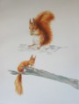 /album/fauna-delle-nostre-zone/image-4-jpg6/