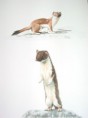 /album/fauna-delle-nostre-zone/image-1-jpg6/