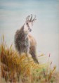 /album/fauna-delle-nostre-zone/image-39-jpg1/